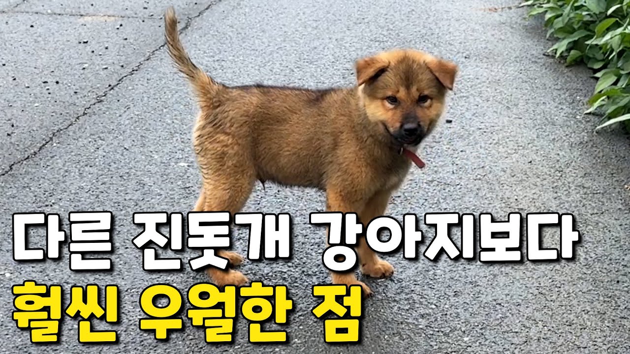정말 마음에 드는 황구 강아지지만 '착한 분양' 하겠습니다.