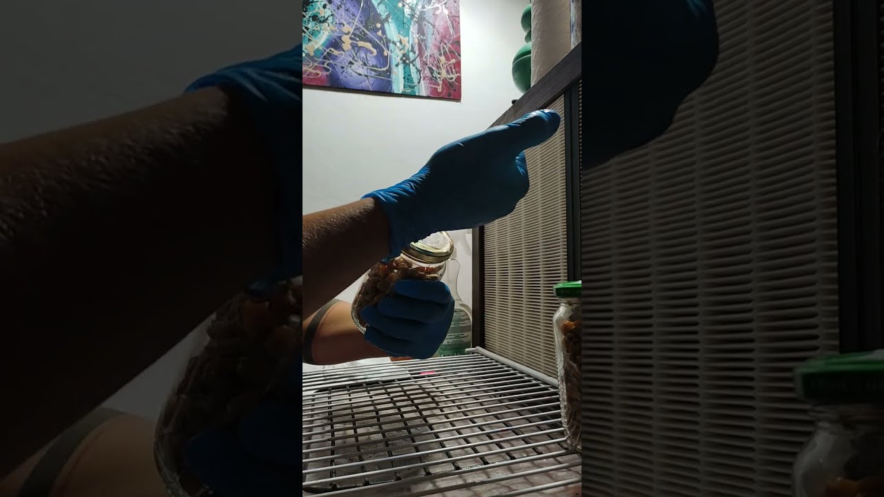 Cómo inocular desde jeringas de micelio liquido?