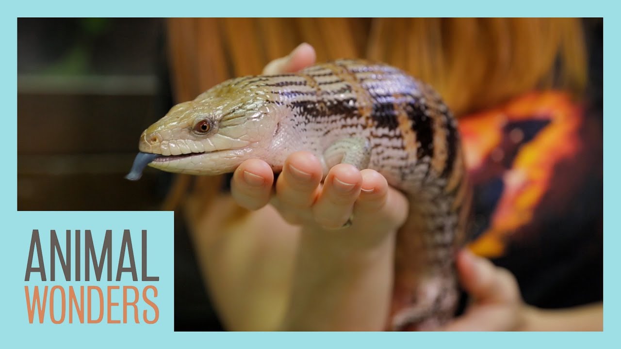 Blueberry Our Special Needs Skink