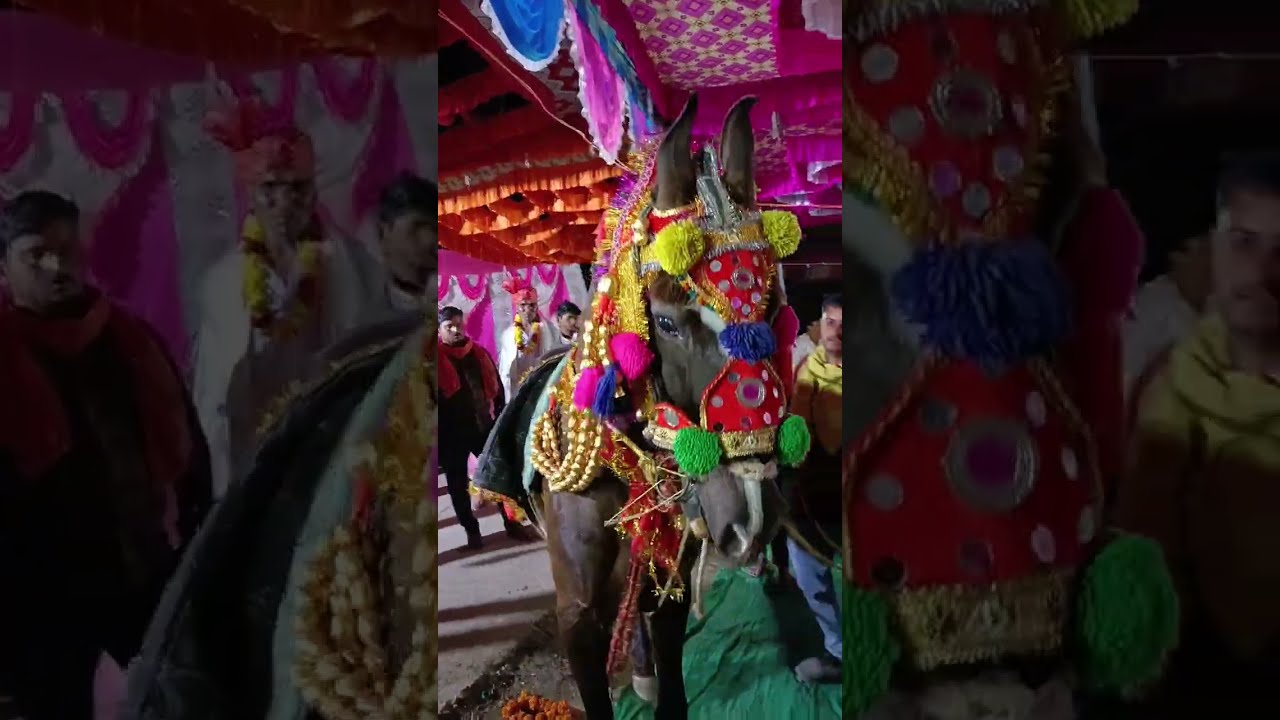 घोड़ा नाच