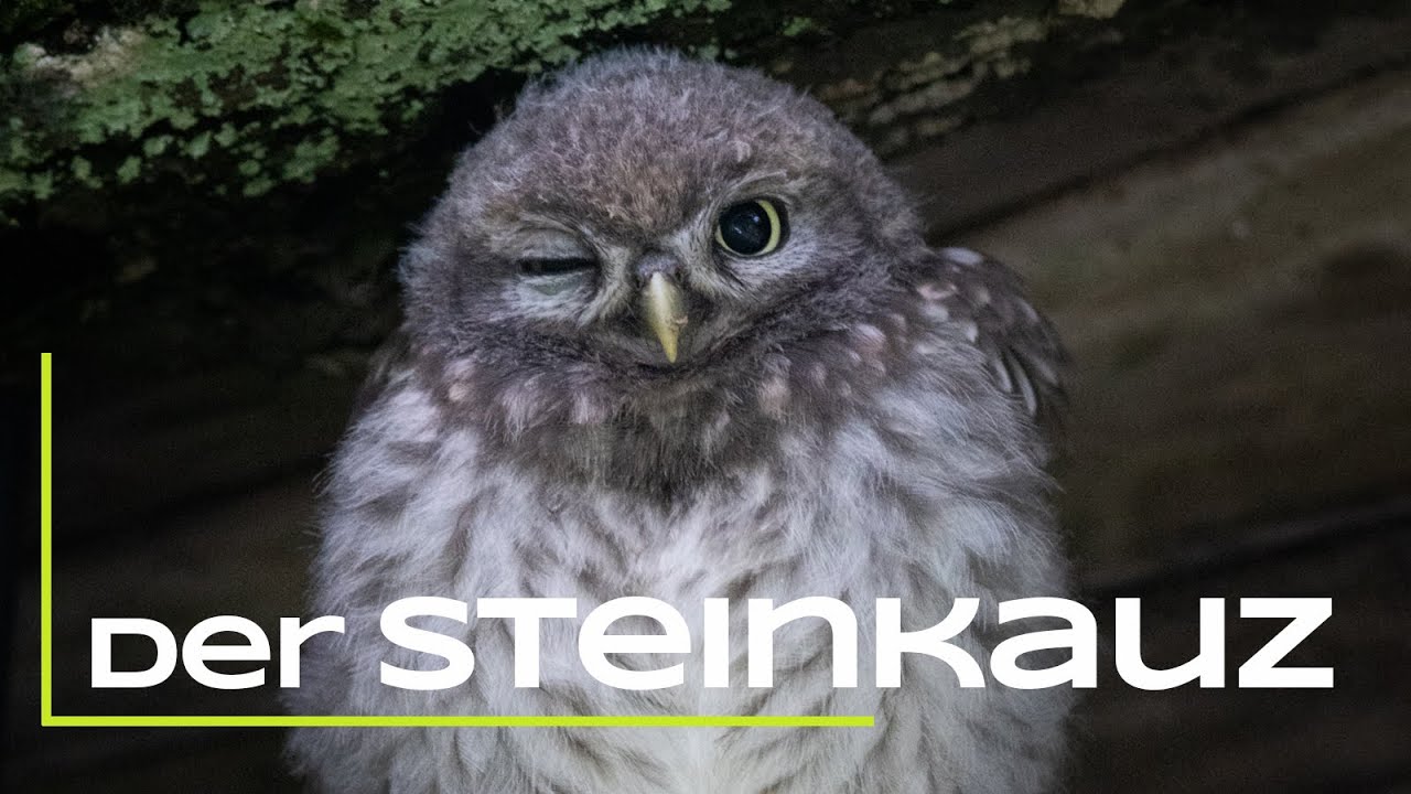 Der Steinkauz - Steckbrief - Die Eulen Europas