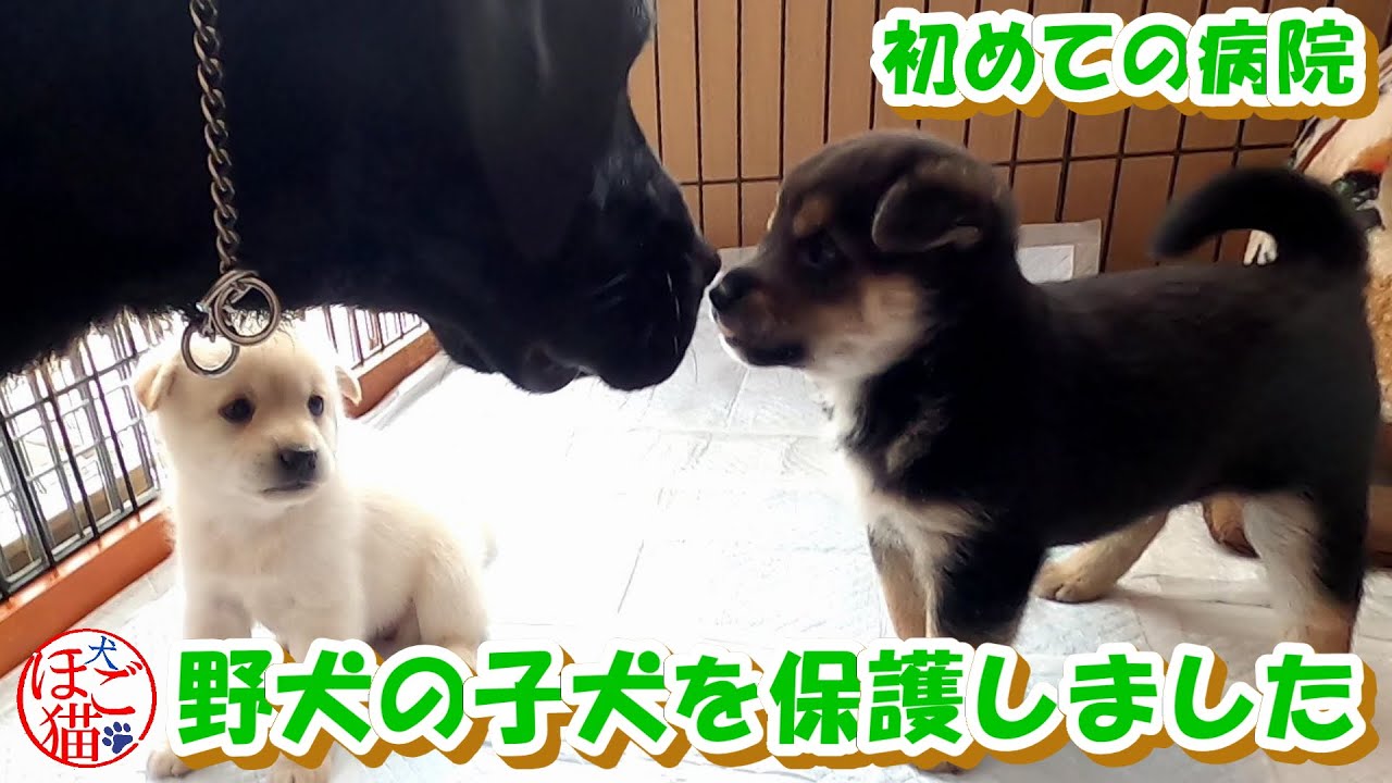 【犬　子犬　保護犬】野犬の子犬２匹を保護　初めての病院・初めてケージから出る・・？？No5