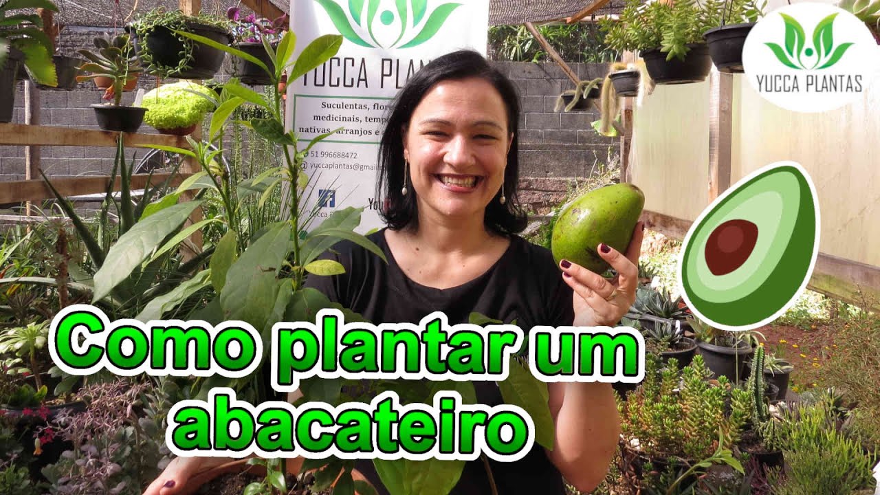 Como plantar um abacateiro: In&iacute;cio, meio e fim!