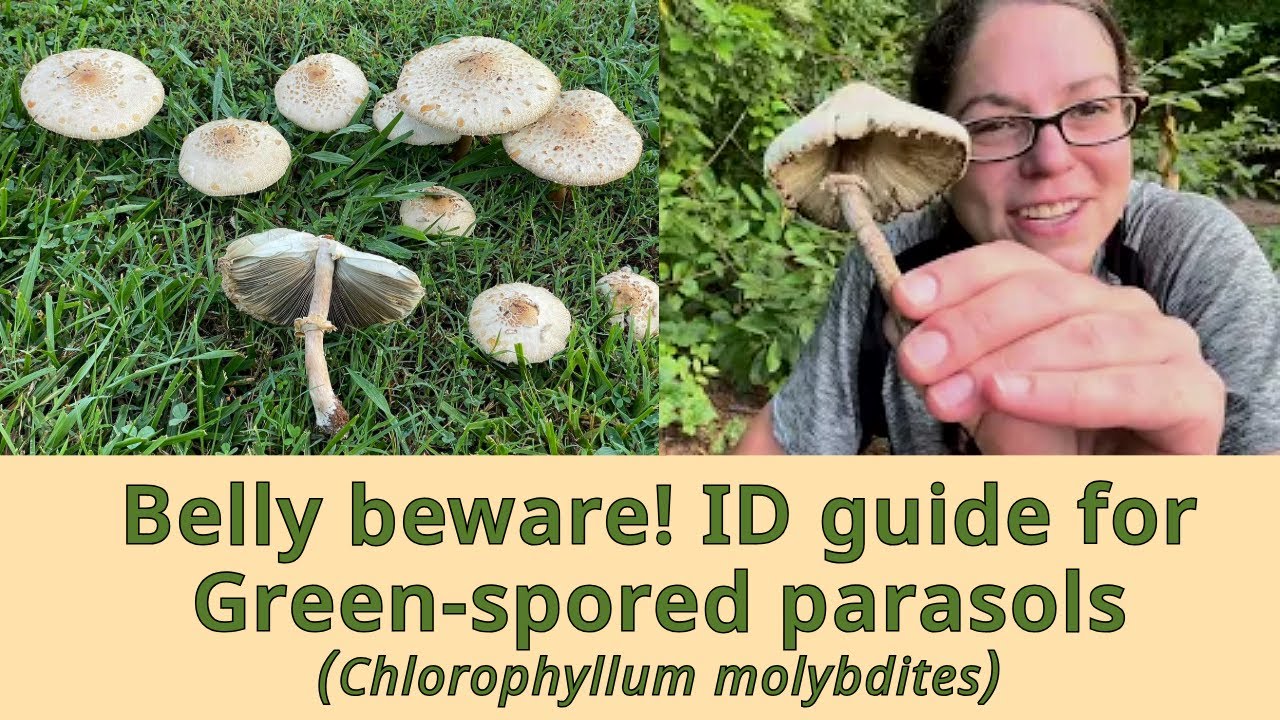 Belly beware! ID guide for yard dwelling Green-spored parasol mushrooms - Chlorophyllum molybdites