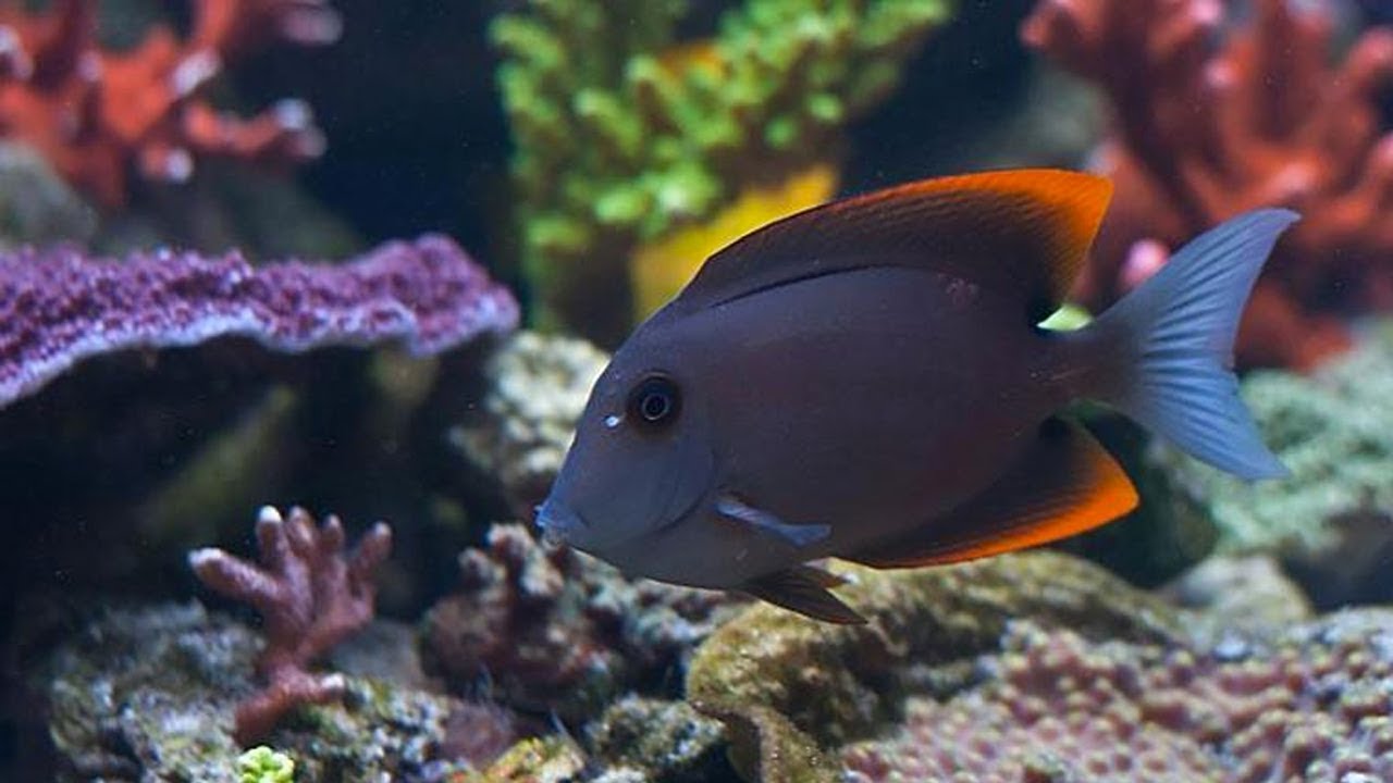 Novo morador do aqu&aacute;rio marinho - Flame Fin Tang