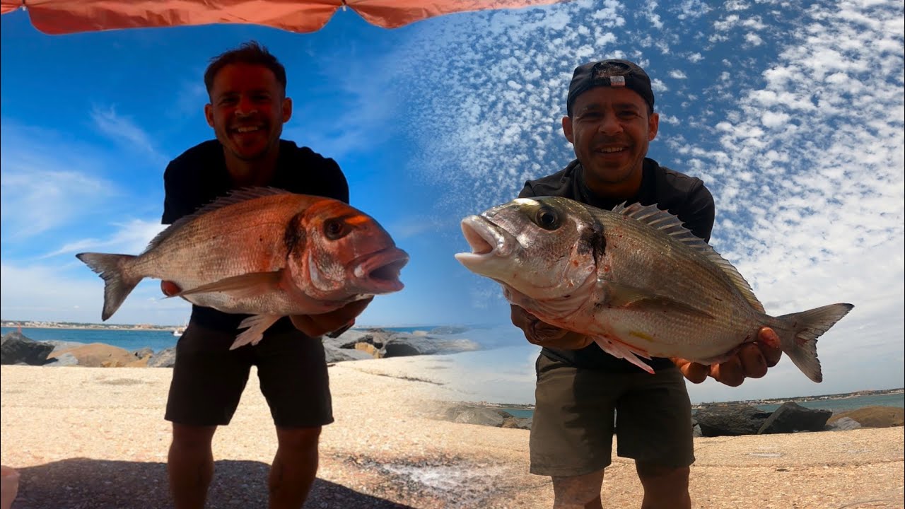 🔥DORADAS XL DESDE ESPIGÓN🔥 SURFCASTING8TATTOO VARIAS JORNADAS DE PESCA 