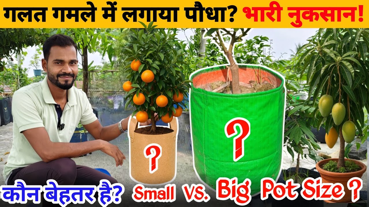 Small Pot vs Big Pot Shocking Plant Growth Results