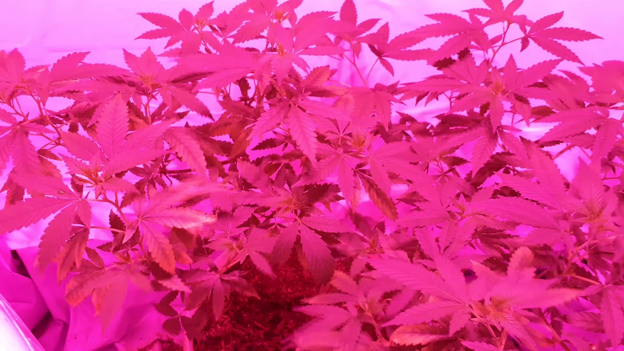 Sweet critical