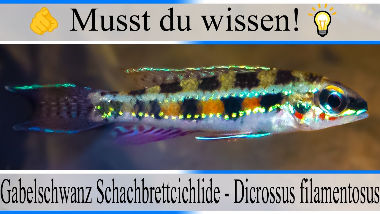 Haltungsbedingungen & Infos Gabelschwanz Schachbrettbuntbarsch - Dicrossus filamentosus | #Aquarium