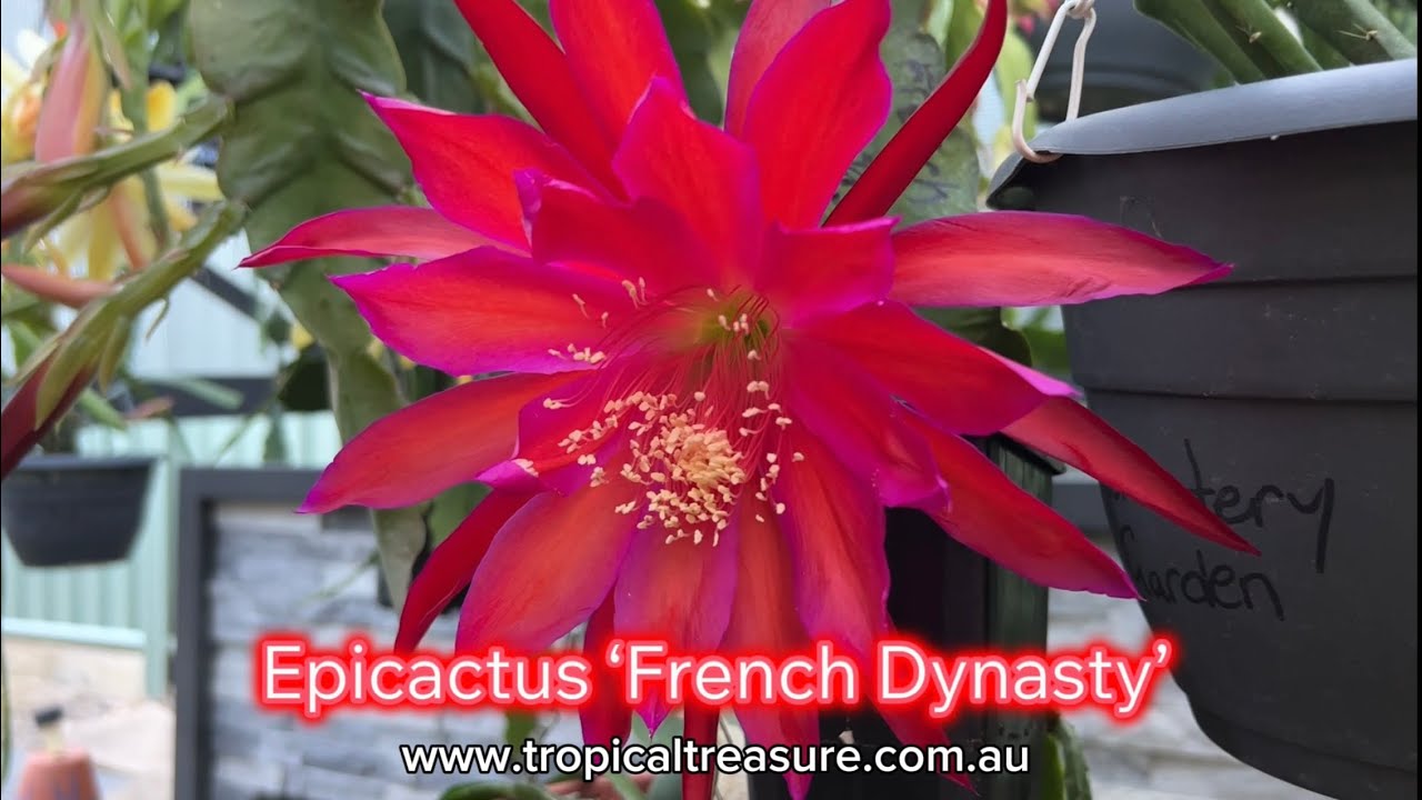 Epicactus &lsquo;French Dynasty&rsquo;
