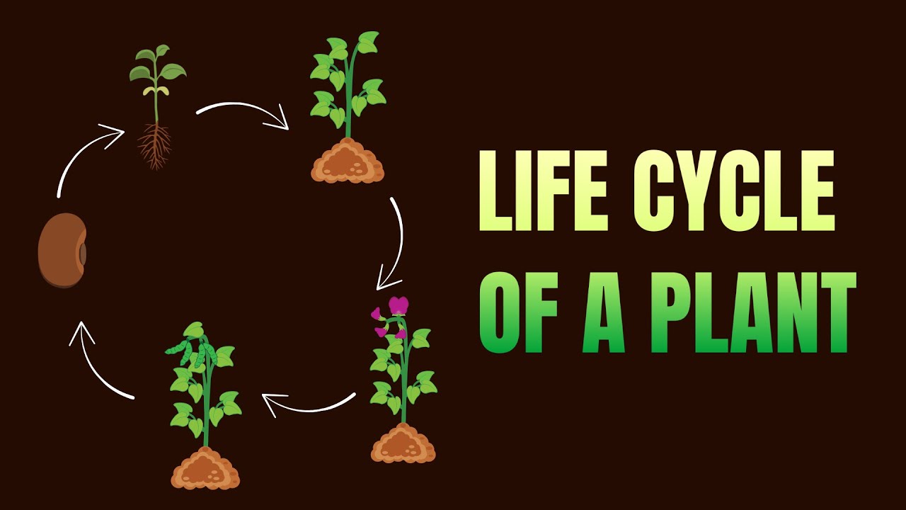 Life Cycle of a Plant | Living Creatures | Grade 6 | Science | Khan Academy