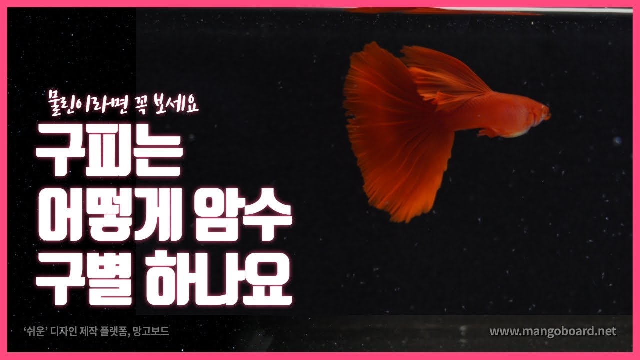 구피 암수 구별하기/구피의 암수 구별하는 방법
