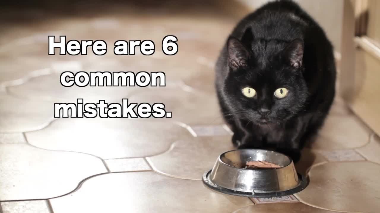 6 Ways You're Feeding Your Cat Wrong