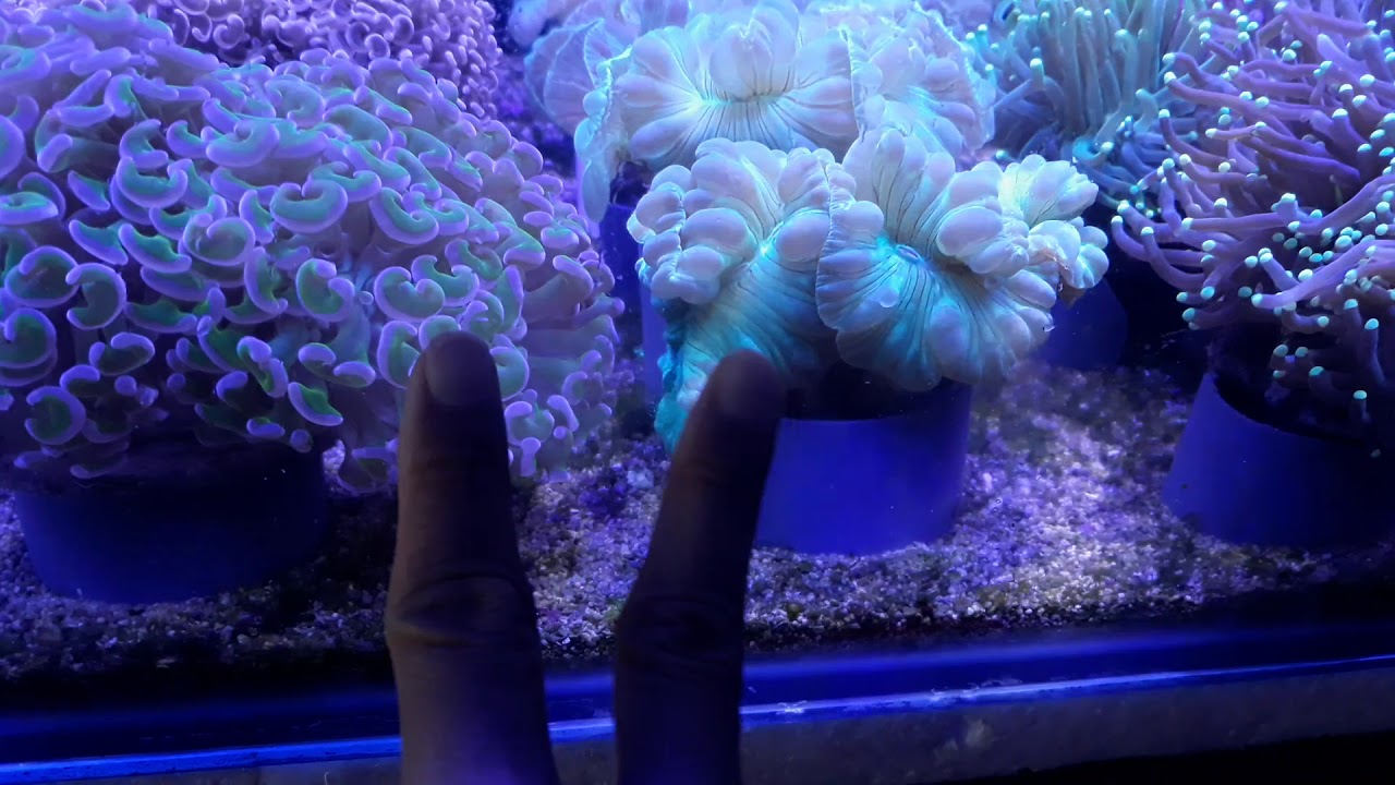 SIWALAN VS MELATI, MELATI VS TORCH CORAL (BAHASA JAWA)