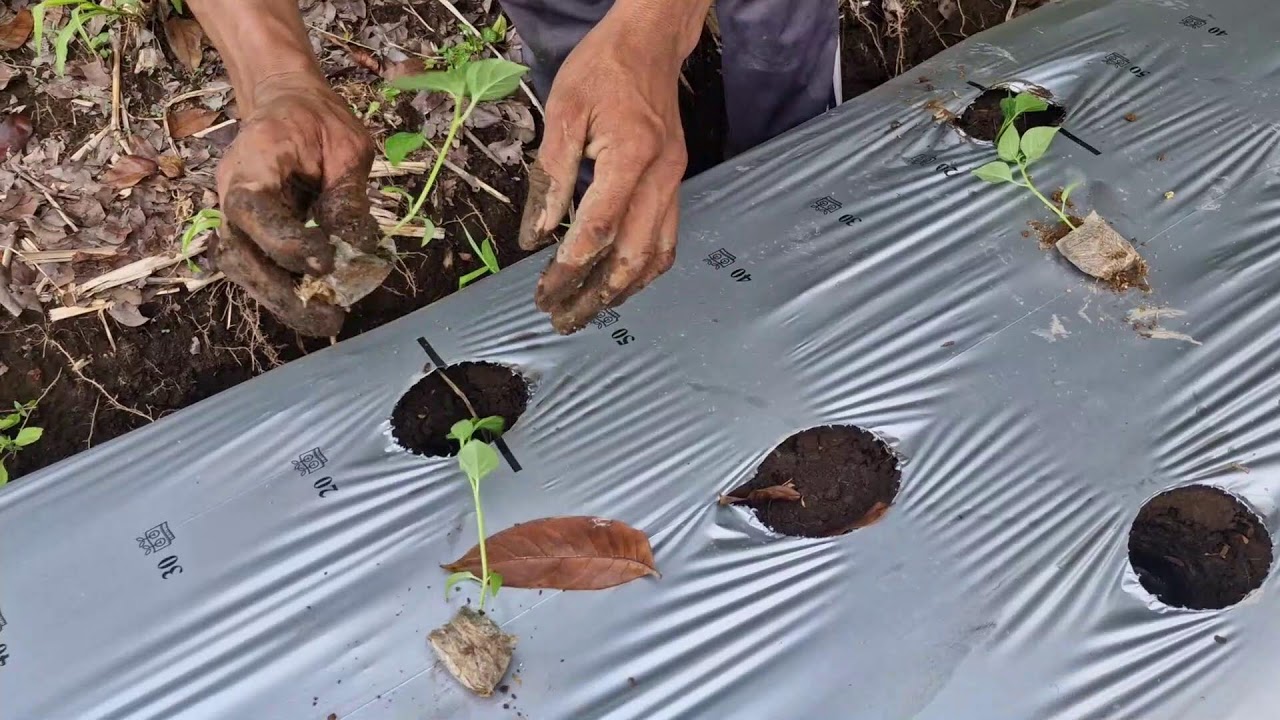 AMAZING! SMART FARMERS’ TECHNIQUE TO PLANT CHILI SEEDLINGS BY HAND - Agriculture Farming