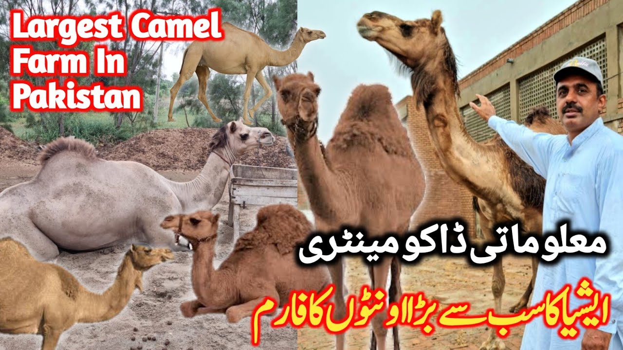 Asia's Biggest Camel Farm | Camel breeding and research station in Bhakkar Pakistan#camelfarming