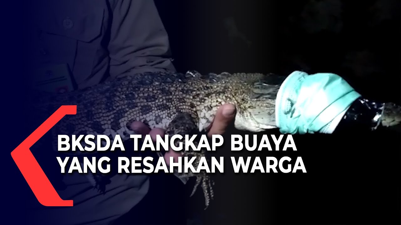 BKSDA Tangkap Buaya yang Resahkan Warga
