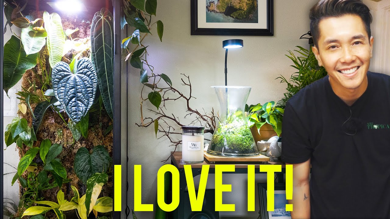 I Built a Rainforest For My Collector Plants
