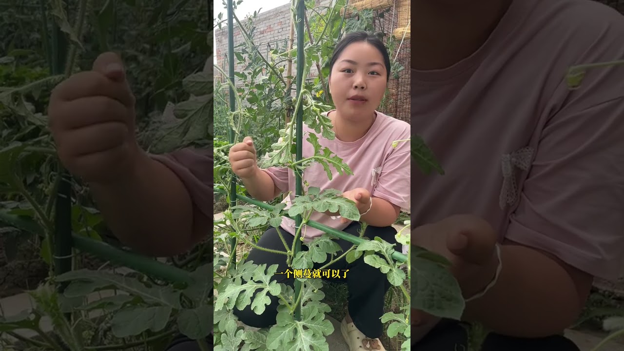 家庭種植吊蔓西瓜該怎麼管理整治打杈 #種植小技巧 #樓頂菜園  #在家種菜 #我的小菜園