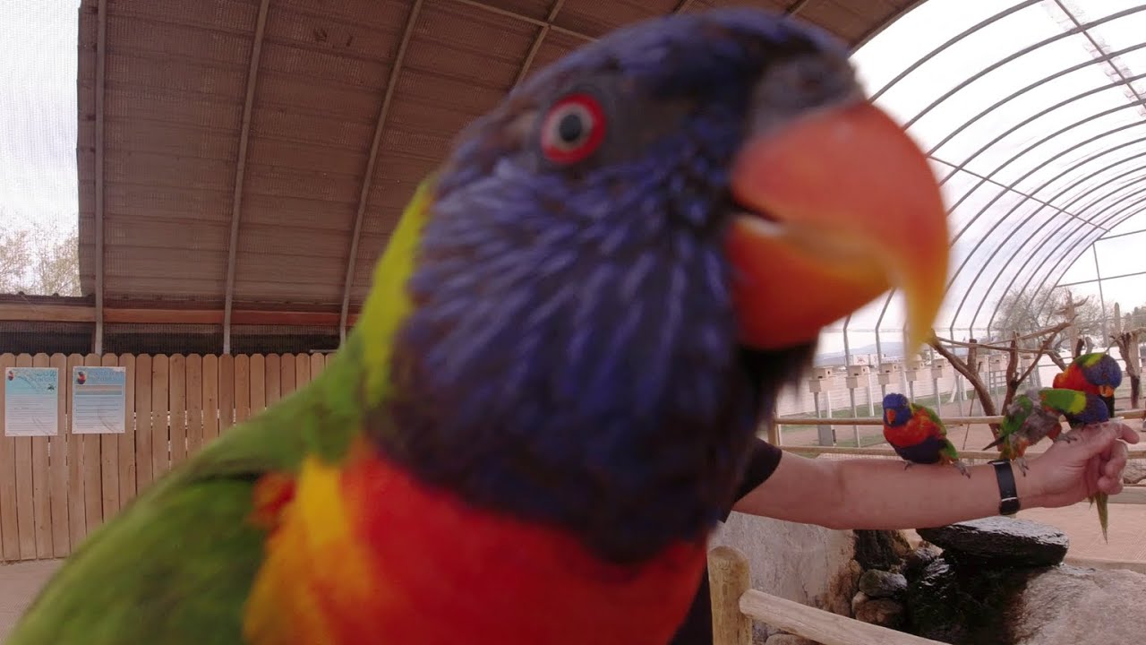 I Became The Birdman of Arizona!