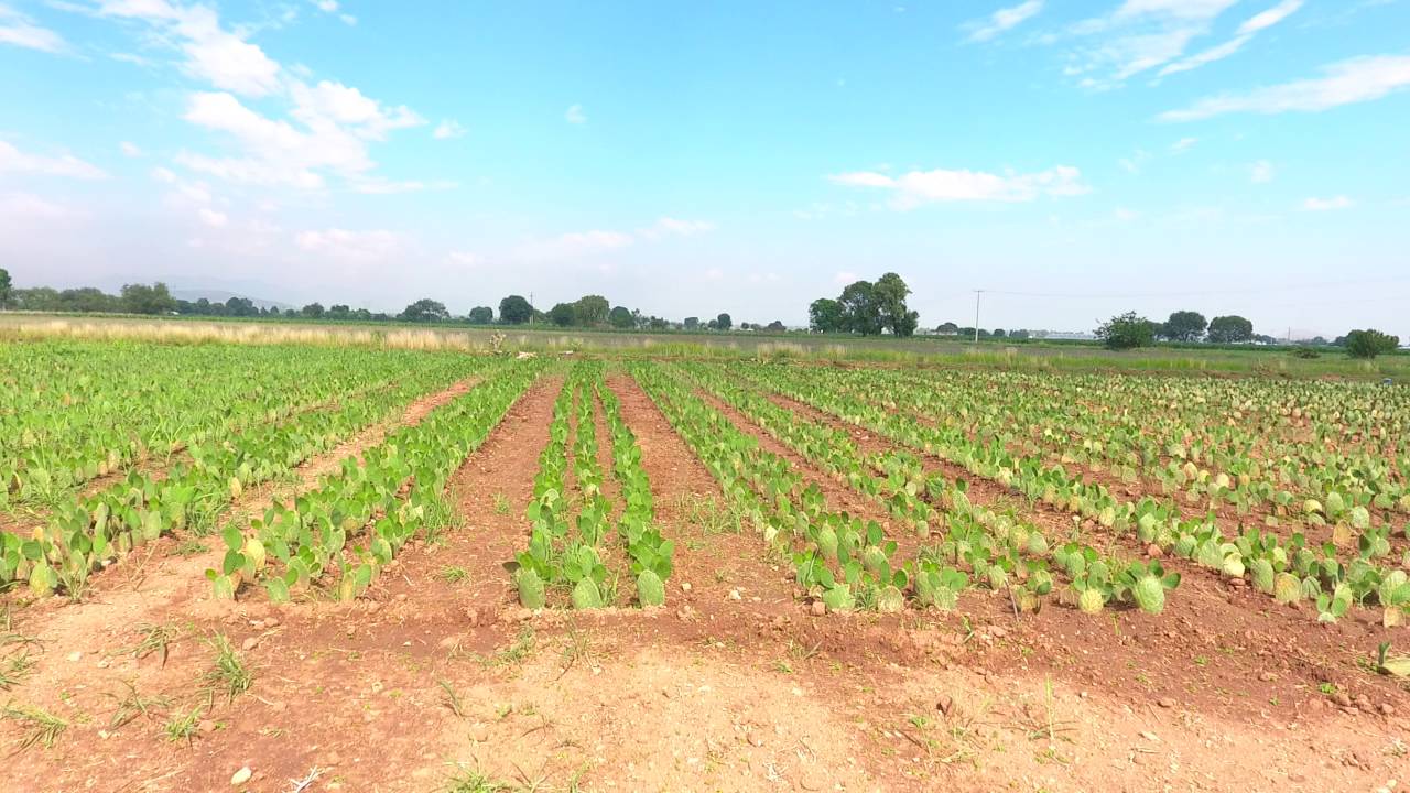 Nopalera. Primera etapa.