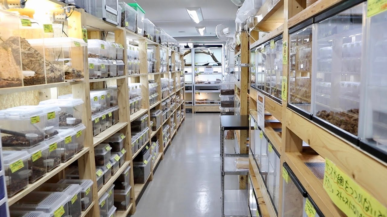 【圧倒的生体数】爬虫類倶楽部中野店の2階へYouTube初潜入
