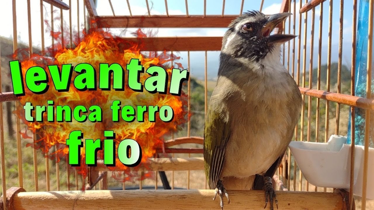 ESQUENTAR TRINCA FERRO FRIO COM TRINCA FERRO NO MATO FAÇA O TESTE ESQUENTAR TRINCA FERRO FRIO RÁPIDO