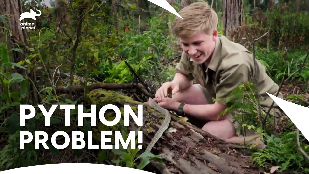 Carpet Python Snake: The Uninvited Guest at  Australia Zoo | Crikey! It’s The Irwins | Animal Planet