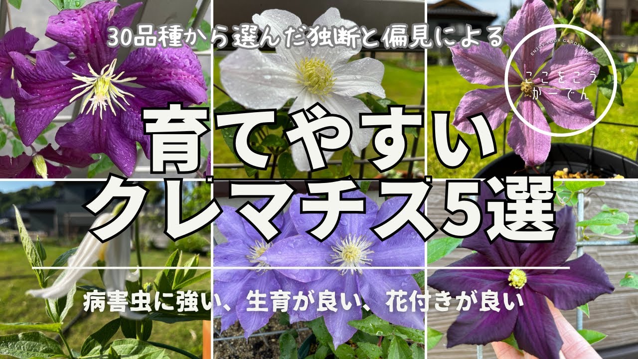 【育てやすいクレマチス5選】