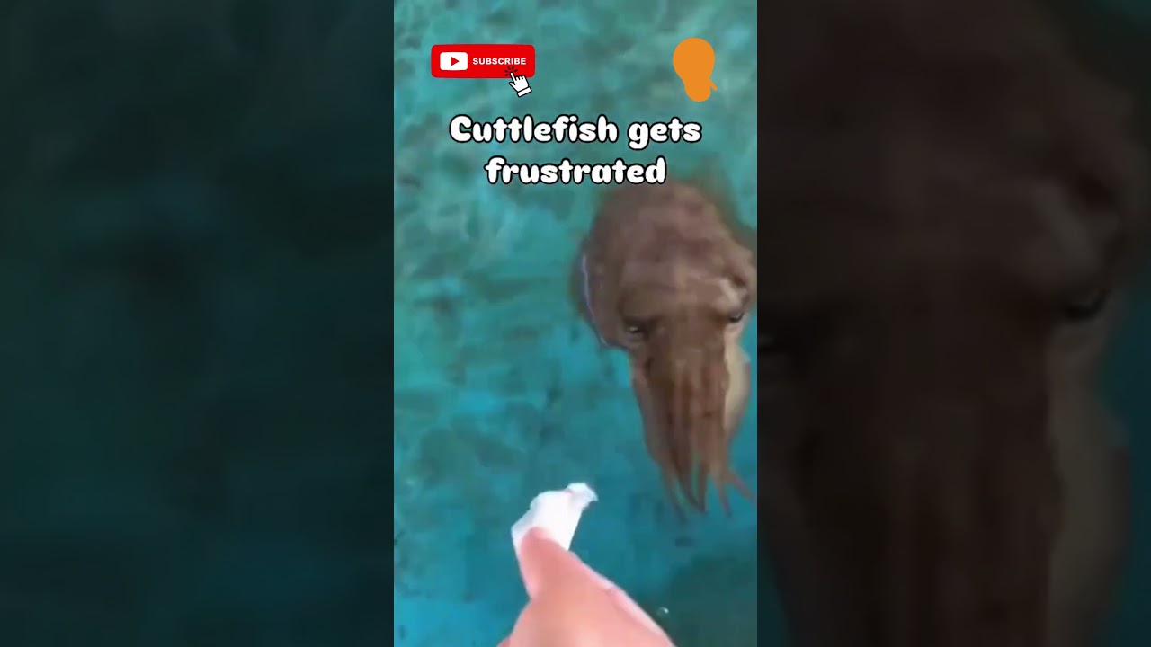 Is This the Angriest Cuttlefish EVER?! Watch What Happens! #MarineLifeShorts