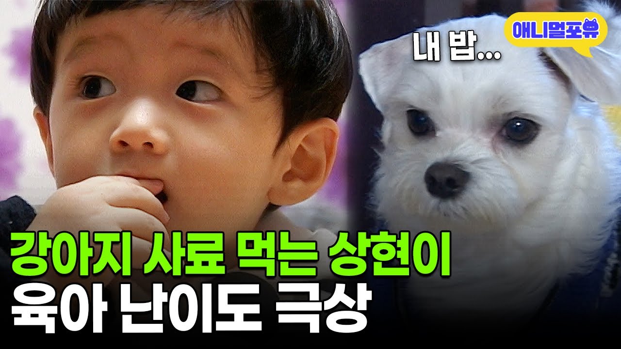 아기 상현이를 키우는 데는 말티즈 가족이 필요하다&hellip;상현이와 말티즈 가족 이야기ㅣKBS 주주클럽 081214 방송