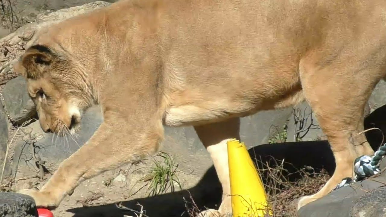 クレイちゃんは赤いボールがお好き♪とべ動物園にて