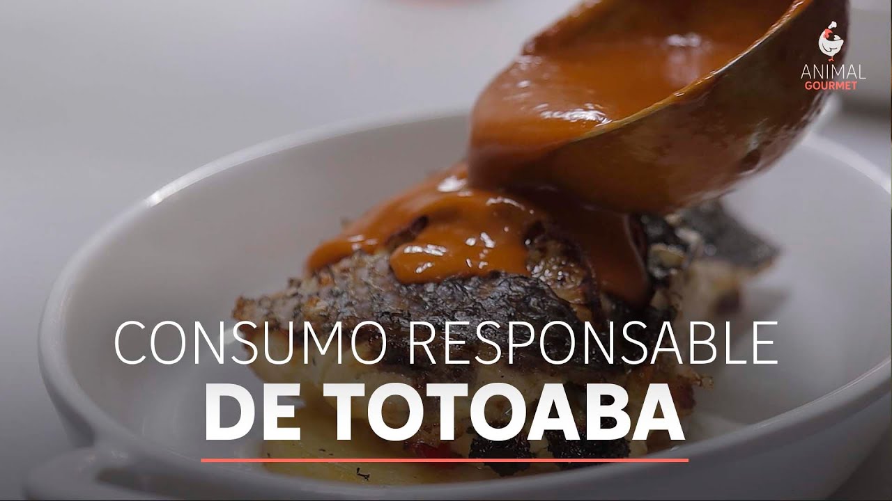 Totoaba: aunque no lo creas, un pescado legal y muy mexicano