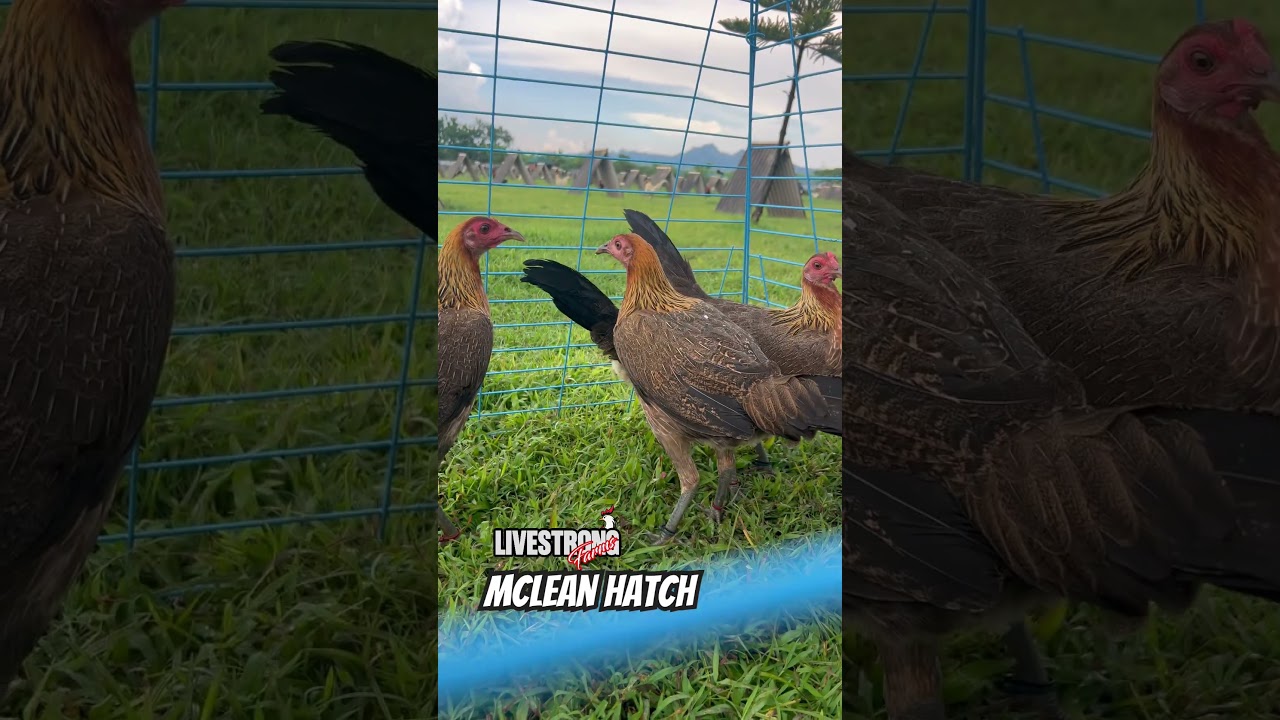 Livestron Farms | Larry Romero Mclean Hatch
