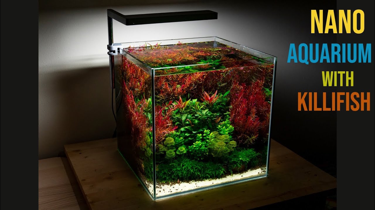 Nano Aquarium with Killifish