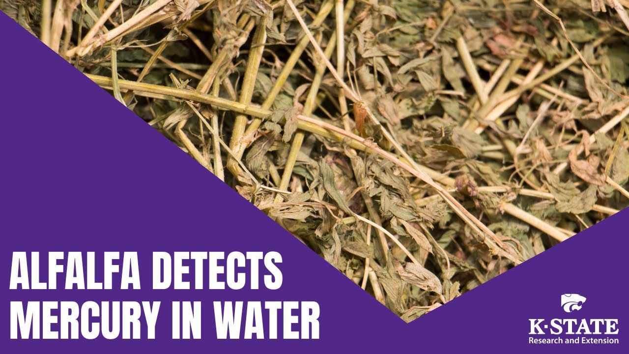Alfalfa Detects Mercury in Water