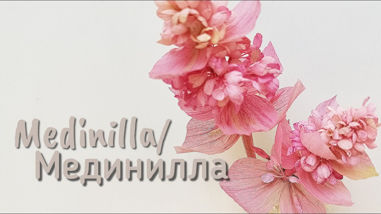 МЕДИНИЛЛА ИЗ БУМАГИ/ MEDINILLA OF PAPER