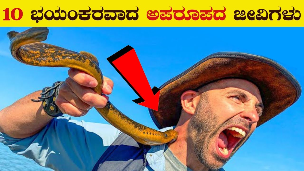 10 Most unique Animal Facts in kannada | Unknown Facts | Fish | Birds | VismayaVani