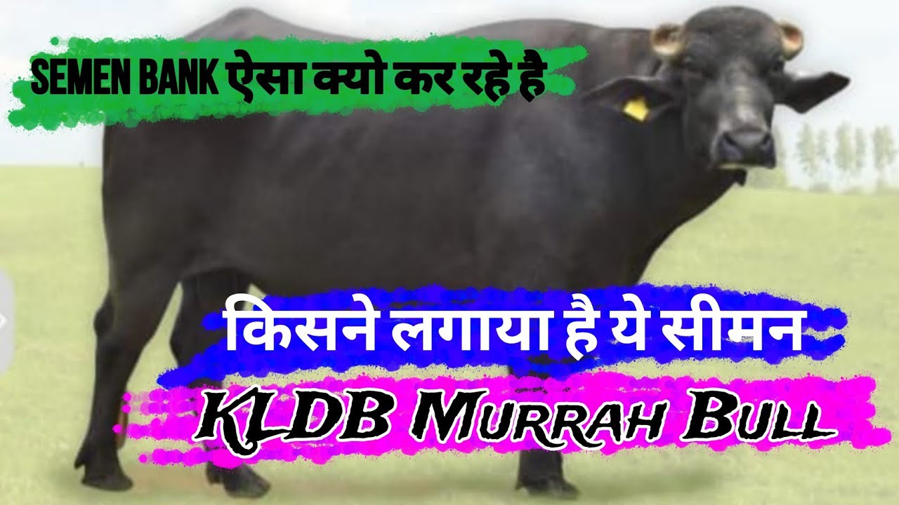 #HLDB की बराबरी कर पाएगा #KLDB नए #BULL का #SEMEN आ गया है Market में 