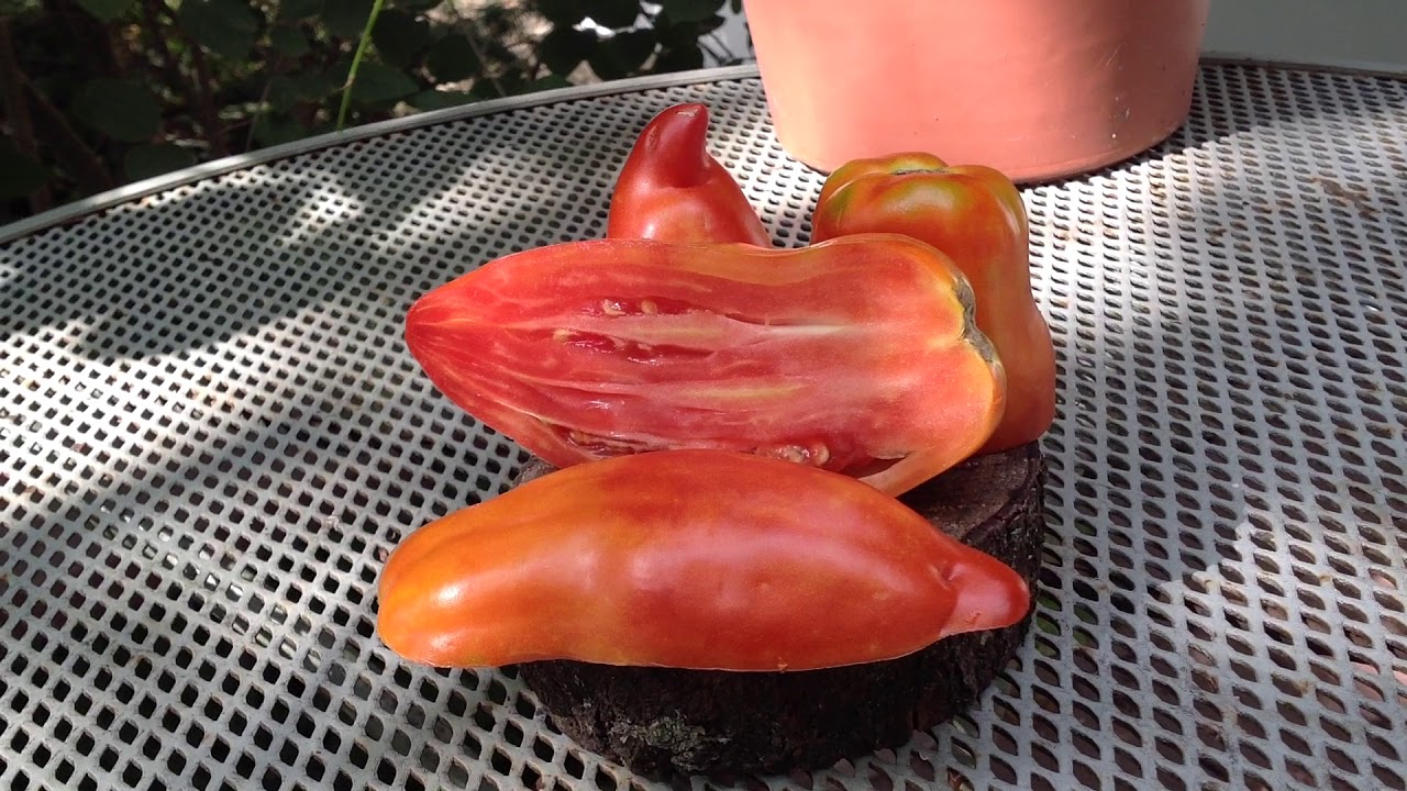 tomato Review: Gilbertie Paste- Tomato  Make Yourself Some Great Sauce And Paste!