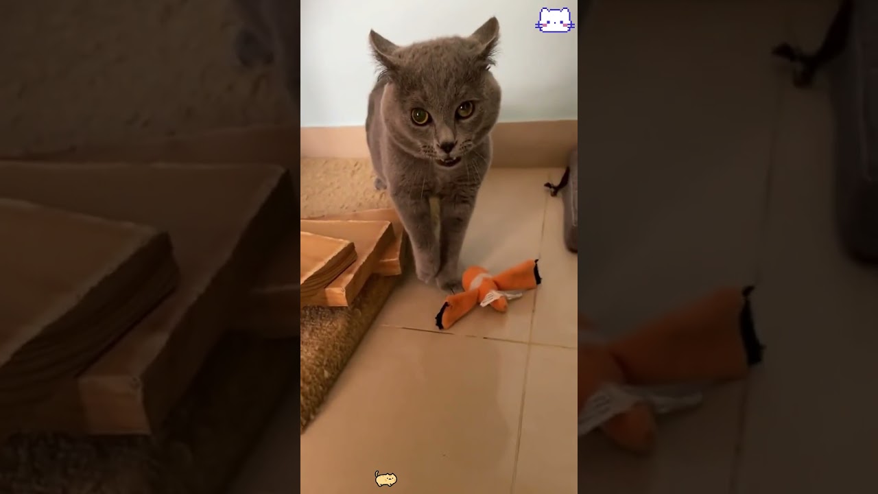 Cute cat #youtube #funny #funnycats #cat #cute