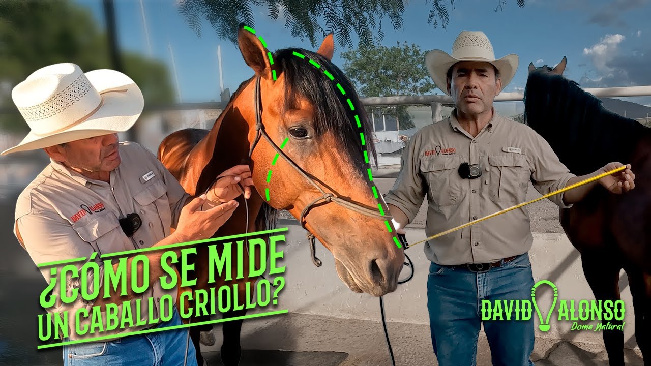 &iquest;C&oacute;mo se mide un Caballo Criollo?