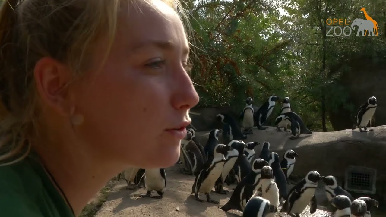 Tierpflege und Ausbildung im Opel Zoo