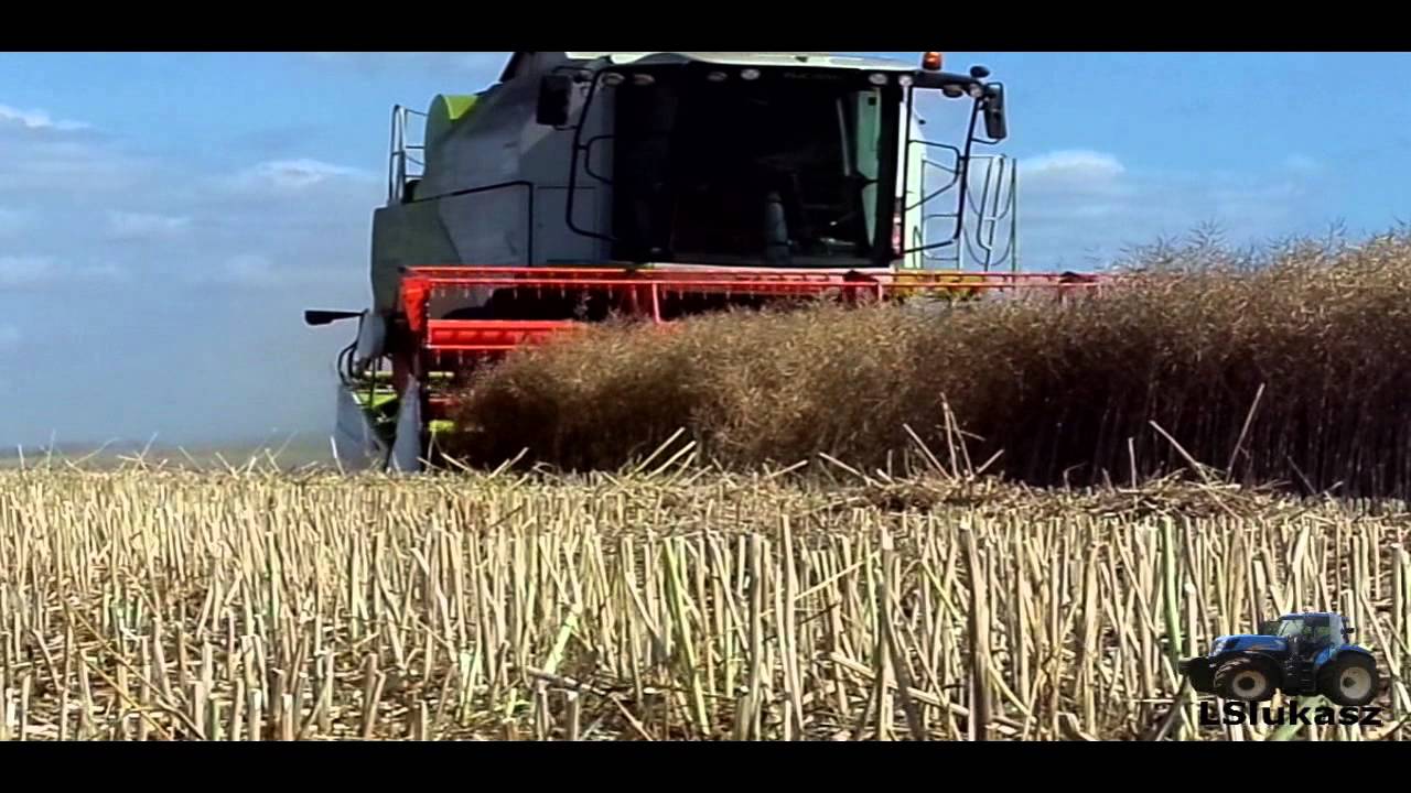 Rzepak 2013! (RSP Kazin) [ Claas Tucano 440 - New Holland TC59 - URSUS] || HD ||