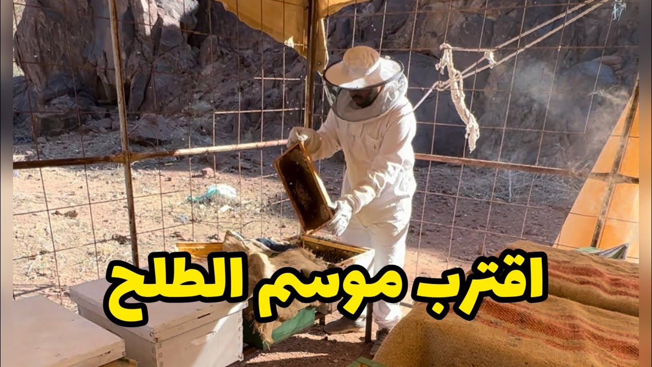 نحال سعودي 6 - تحضير لموسم انتاج عسل الطلح في حايل