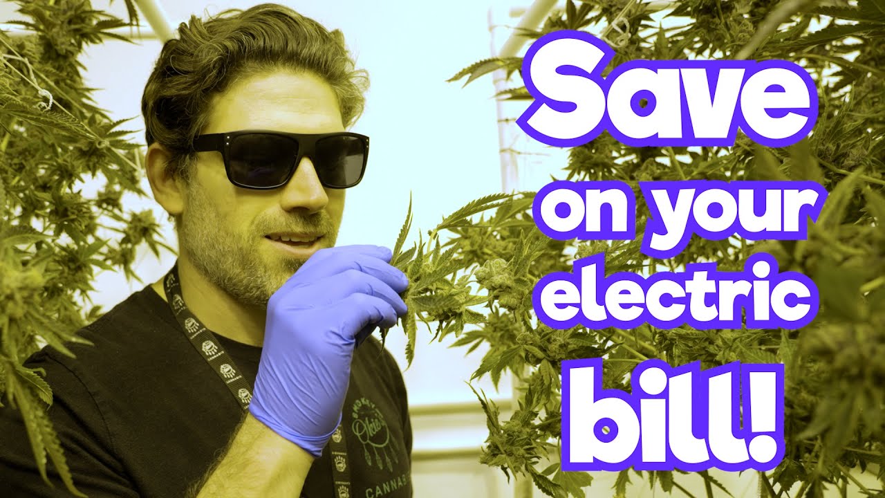 Why you should SLOWLY increase light intensity during the flowering Stage