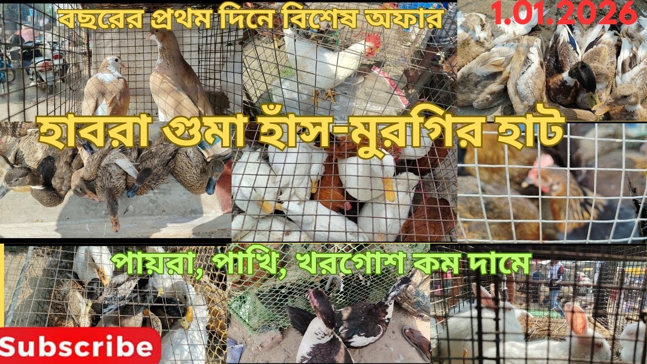 হাবরা গুমা হাঁস, মুরগির হাট🙂 🕊️পায়রা🐦 পাখি 🐇খরগোশ🪿 হাঁস🐓 মুরগি সস্তায়#chickenlovers#duck#pets