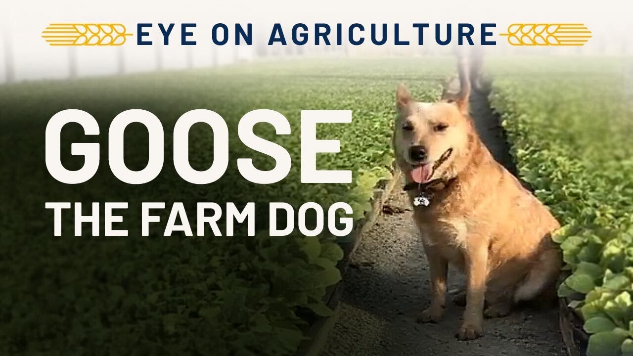 Goose the Farm Dog