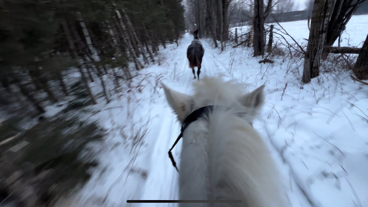 Trail ride the ponies and tack room cleaning