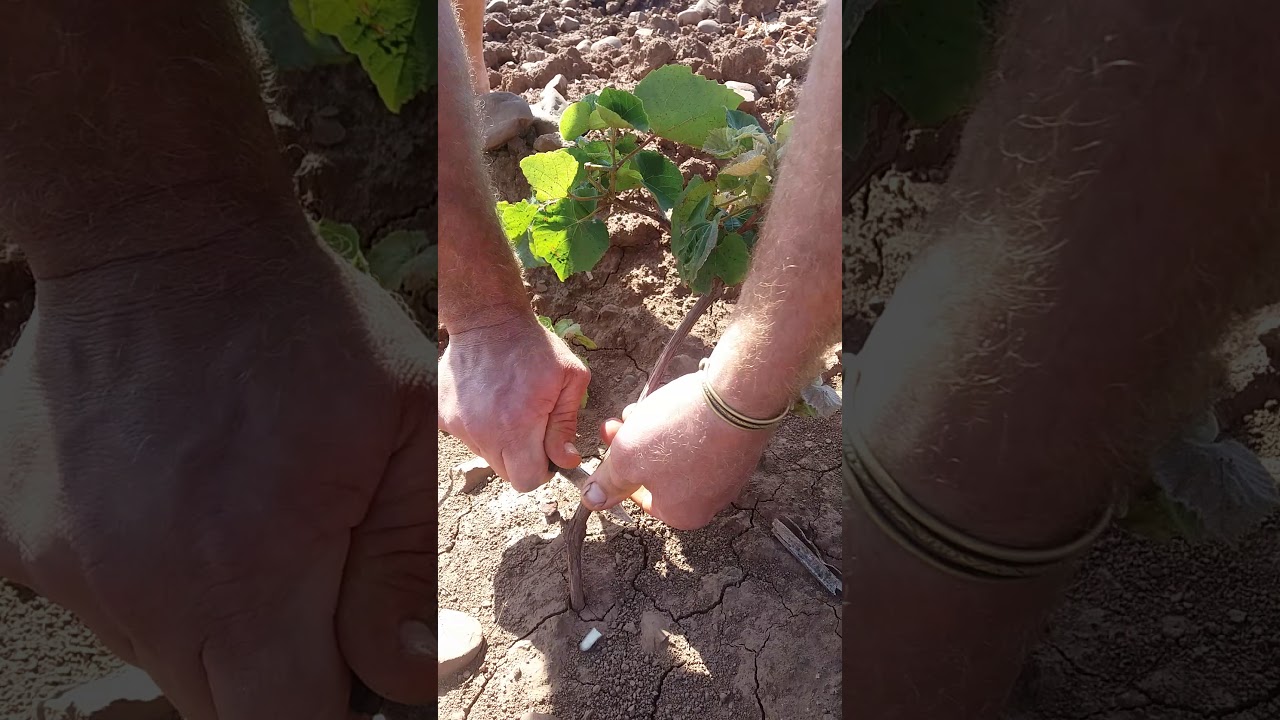 Greffage de vigne sauvage azeffoun tizi ouzou Algérie